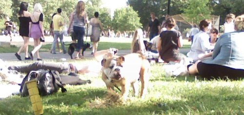 Puppy in McCarren Park in Greenpoint
